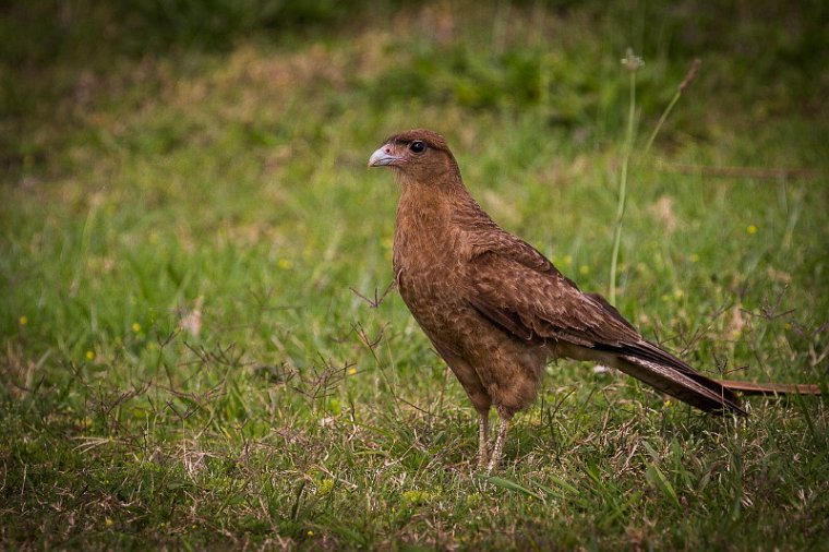 065 Paaseiland, chimango caracara.jpg